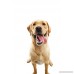 Purina Beneful Healthy Smile Dental Twists Large Dog Treats - B00DE7WA9A