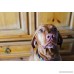 PLATO Dog Treats - Hundur's Crunch Jerky Fingers - B01LWMSFR3