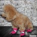 Royal Wise Dog Boots For Small to Large Dogs S to XL All Seasons Pet Booties - B01N0O1U0B