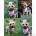 50pcs/pack Cute New Dog Hair Bows Pairs Rhinestone Pearls Flowers Topknot Mix Styles Dog Bows Pet Grooming Products Mix Colors Pet Hair Bows Topknot Rubber Bands - B00Z70L0AC