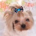 YOY 40pcs/20 Pairs Adorable Grosgrain Ribbon Pet Dog Hair Bows with Rubber Bands - Puppy Topknot Cat Kitty Doggy Grooming Hair Accessories Bow knots Headdress Flowers Set for Groomer - B07DYVC519