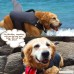 MOO&NOO Dog Lifejacket - B07DNVDGHY