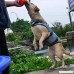 NACOCO Dog Life Jacket Shark Vest Pet Swimsuit Preserver - B07BHK9HWX