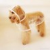 LUCKSTAR Pet Raincoat - Waterproof Dog Puppy Coat Dog Poodle Pet Transparent Raincoat Rainwear Clothes Dress (M ) - B00LFGENW4