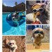 PetBoBo Pet Waterproof Windproof Anti-fog Eye Protection Goggles Stylish Pet/Dog UV Goggles Sunglasses Waterproof Protection Sun Glasses For Dog - B07D8NGZ8F