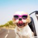 PetBoBo Pet Waterproof Windproof Anti-fog Eye Protection Goggles Stylish Pet/Dog UV Goggles Sunglasses Waterproof Protection Sun Glasses For Dog - B07D8NGZ8F