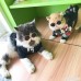 NACOCO Cat Cool Sunglasses Fashion Cute Glasses with Classic Metal Frame for Cat or Small Dogs Black Green Color - B07BRGNNHK
