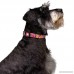 Country Brook Petz | Deluxe Dog Collar | Paisley Collection - B009I1MRIK