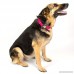 Country Brook Petz | Premium Nylon Dog Collar with Metal Buckle - B009I1M4J2