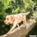 Rogz Utility Extra Large 1-Inch Reflective Lumberjack Dog Collar - B002DX8PWM