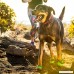 RUFFWEAR - Hoopie Dog Collar Orange Sunset Small - B073WP73FW