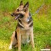 Country Brook Petz Martingale Dog Collar - Animal Collection - B07C4ZW9P8