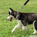 LOVELY Dog Chain Training Collar PU Leather Pet Chain Chocker Collars For Small Medium Dogs - B07DBXC8XN