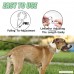 GAITY PET Dog Prong Collar Ultra-Plus Prong Training Collar Stainless Steel with Silver Plating Available in 4 sizes - S M L XL for Samll Medium Large Dogs.(L - 3.5mm55cm) - B077RYD5ST