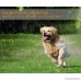 FOLKSMATE [2018 Upgrade Version Bark Collar Dog No Bark Collars Upgrade 7 Sensitivity USB Rechargeable Waterproof Dog Training Collar with No Harm Shock and Vibration for Small Medium Large Dog - B07DZZYJYN