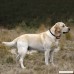 FONPOO bark collar | Shock collar for dogs training collars 7 Sensitivity Adjustable Level with Humane Shock Warning Sound for Small Medium Large Dog by - B01K1SJAYC