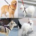 Dog Leash Harness Adjustable Durable Heavy Duty Denim Dog Leash Collar for Daily Training Walking Running Suitable for Small Medium Large Dogs - B07769PBM1