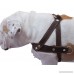 Genuine Brown Leather Dog Pulling Walking Harness Medium to Large. 25.5-31 Chest 1.5 Straps - B007U85J1K