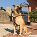 Ultrafun Dog Harness for Pitbulls Medium Large Dogs Adjustable Leather Vest - B01G8PPCKI