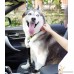 3 Packs Pet Dog Cat Car Seat Belt - Adjustable Nylon Fabric and Elastic Safety Leads Vehicle Seatbelt Harness - B07DR89WFB