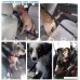 tobeDRI Reflective Pet Dog Seat Belt Leash Adjustable Cat Safety Leads Vehicle Car Seatbelt Harness with Elastic Nylon Bungee Buffer - B073VDZX93