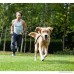UEETEK 150cm Durable Pet Dog Training Leash Adjustable Nylon Loop Slip Lead Traction Rope(Black) - B076H34XT4