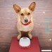 PETKIT Dog Cat Placemat for Bowls Fountain Dishes FDA Grade Silicone Pet Feeding Mat Waterproof Pet Water Bowl Mat Non Slip Dog Food Bowl Tray for Floor Collapsible Portable 18.1 x13.4 - B0747NJDV1