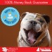 Raw Paws Pet Premium Jumbo Pig Ears for Dogs - All-Natural Dog Chew Treats - B01MQTFE6K