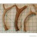 3 Pack Medium Deer Antler Dog Chews - 6 Inches to 10 Inches - For Small to Medium Size Dogs - Big Dog Antler Chews Brand - B01H9CK52Y