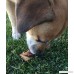 Lilly's Choice Dog Bones for Small Aggressive Chewers - Made in USA - Long Lasting Natural America Grass Fed Beef Chew Treats with Bone Marrow - Best for Puppy to a Medium Dogs - B076ZSZBCY